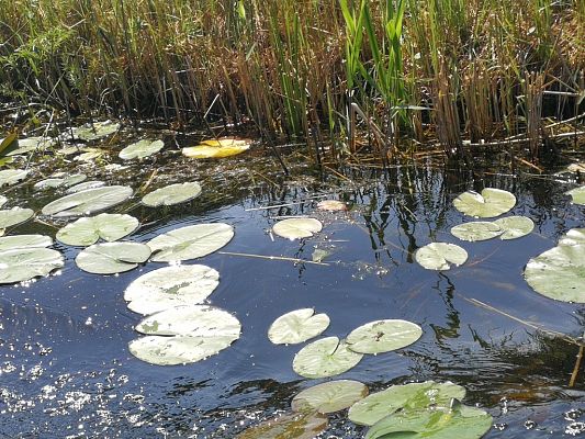 Grafika #21: Wycieczka do Elbląga.