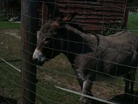 Grafika #29: Wycieczka do Elbląga.