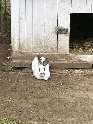 Grafika #2: Wycieczka do Doliny Charlotty