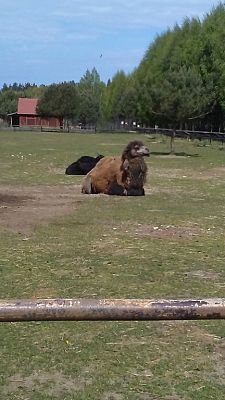 Grafika #9: Wycieczka do Doliny Charlotty