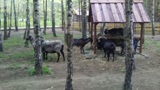 Grafika #11: Wycieczka do Doliny Charlotty