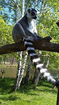 Grafika #18: Wycieczka do Doliny Charlotty