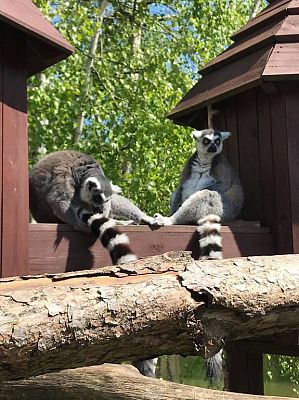 Grafika #20: Wycieczka do Doliny Charlotty