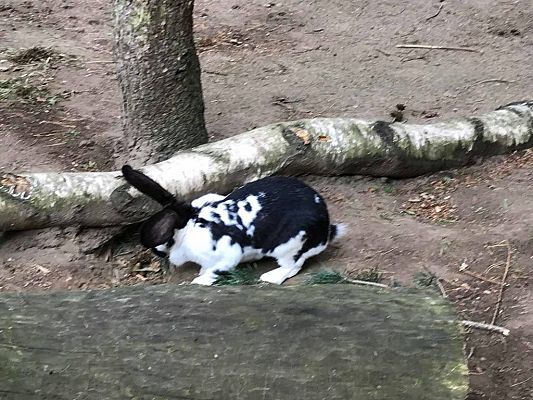 Grafika #37: Wycieczka do Doliny Charlotty