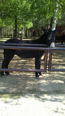 Grafika #24: Wycieczka do Doliny Charlotty