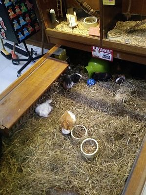 Grafika #14: Przedszkolaki w Tuchlinie