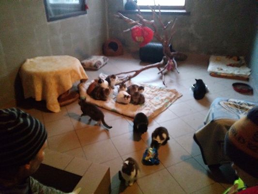 Grafika #4: Przedszkolaki pomagają zwierzętom