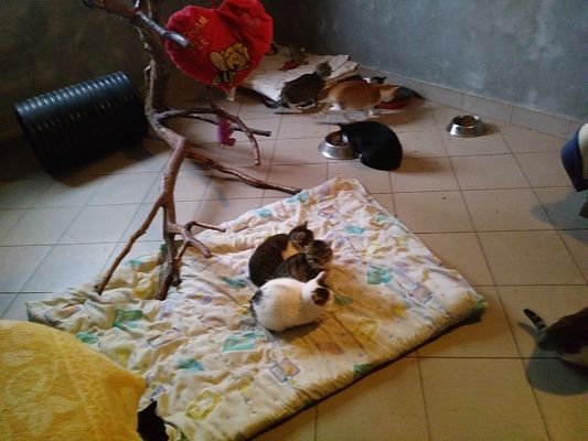 Grafika #19: Przedszkolaki pomagają zwierzętom