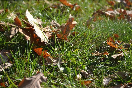 Grafika #43: Ścieżka ekologiczna Uroczysko w Drętowie