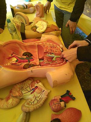 Grafika #3: Piknik Naukowy w Lęborku