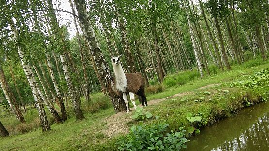 Grafika #8: Wycieczka do Doliny Charlotty klas trzecich