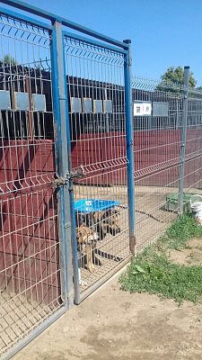 Grafika #7: Wizyta w Schronisku dla Bezdomnych Zwierząt OTOZ Animals w Dąbrówce