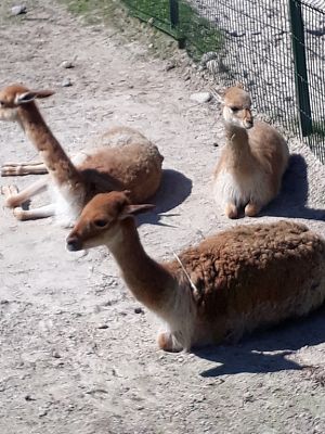 Grafika #3: WYCIECZKA DO ZOO.