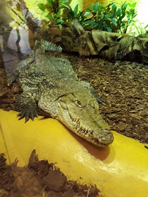 Grafika #6: WYCIECZKA DO ZOO.