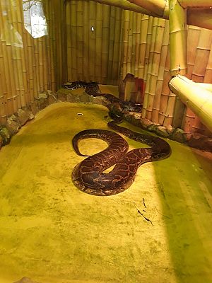 Grafika #5: WYCIECZKA DO ZOO.