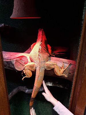 Grafika #24: Wycieczka do Tuchlina