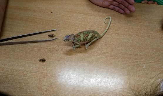 Grafika #15: Kochamy zwierzęta!