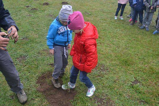 Grafika #7: "Dzień Drzewa" w Przedszkolu