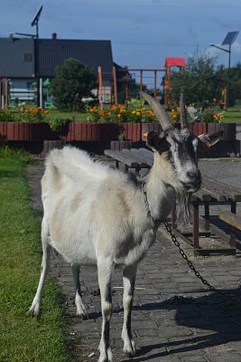 Grafika #0: MLECZNA DROGA W SZKOLE Z KOZĄ MAGDĄ