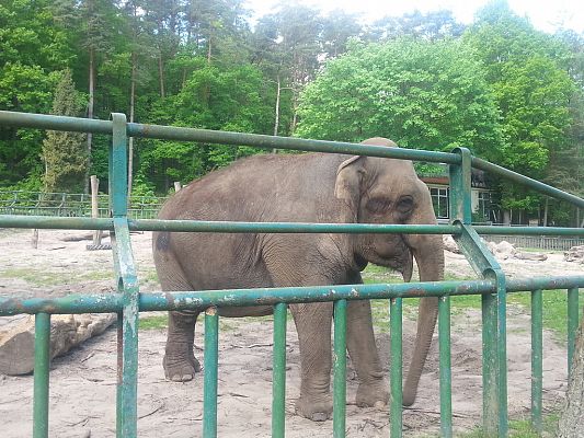 Grafika #24: Wizyta w Gdańskim Zoo