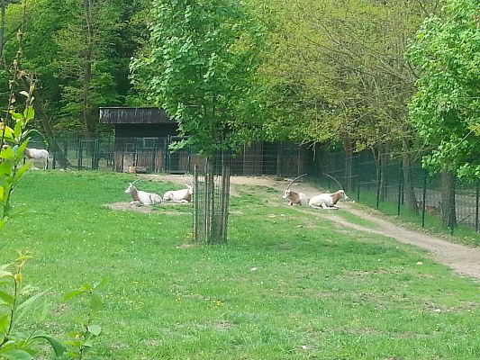 Grafika #25: Wizyta w Gdańskim Zoo