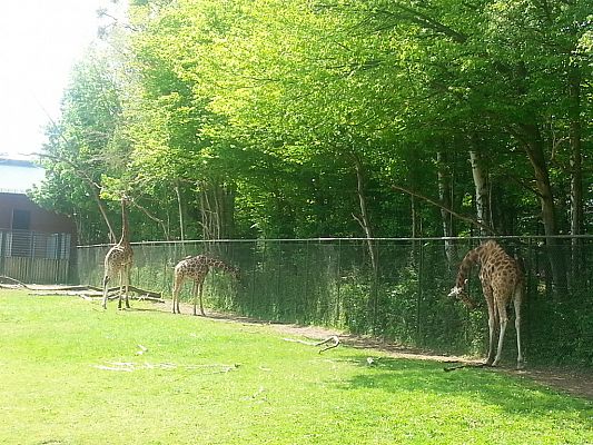 Grafika #26: Wizyta w Gdańskim Zoo