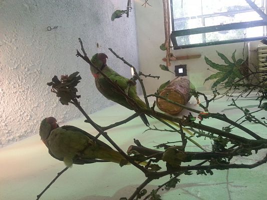 Grafika #28: Wizyta w Gdańskim Zoo