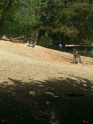 Grafika #23: Wizyta w Gdańskim Zoo