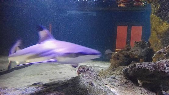 Grafika #5: Wycieczka do Władysławowa