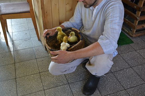 Grafika #5: Wiosenny kurnik