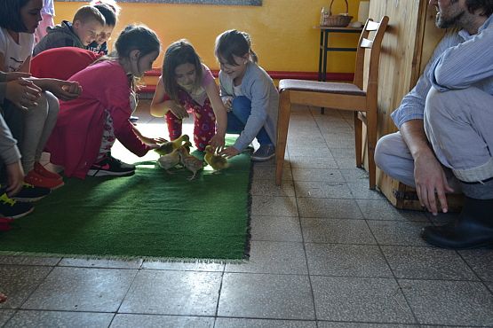 Grafika #21: Wiosenny kurnik