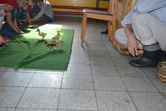 Grafika #6: Wiosenny kurnik