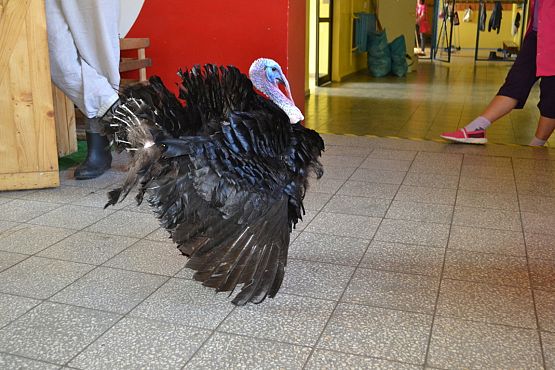 Grafika #7: Wiosenny kurnik