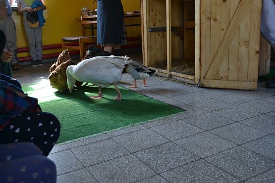 Grafika #8: Wiosenny kurnik