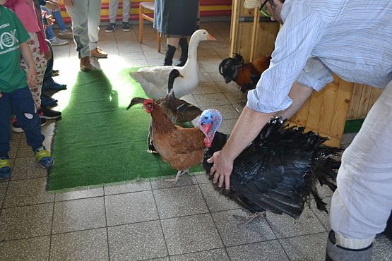 Grafika #9: Wiosenny kurnik