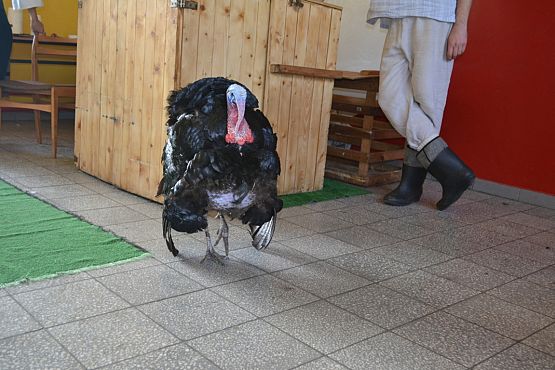 Grafika #14: Wiosenny kurnik