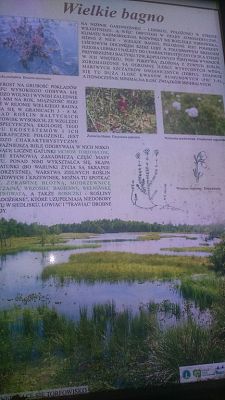 Grafika #6: Nasi harcerze podjęli się kolejnego wyzwania!