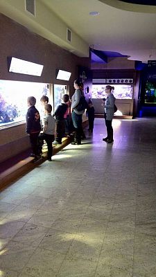 Grafika #3: Wycieczka przedszkolaków do Akwarium w Gdyni.