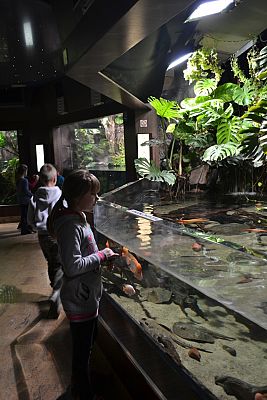 Grafika #19: Bałtyk pod kaszubską banderą