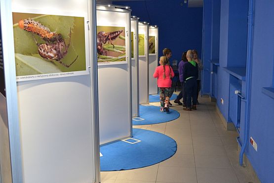 Grafika #0:  Kaszuby na fali