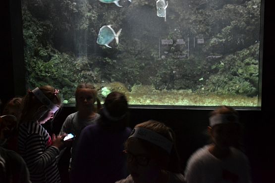 Grafika #15:  Kaszuby na fali