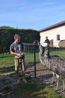 Grafika #0: Strusia Farma w Kniewie