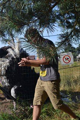 Grafika #26: Strusia Farma w Kniewie