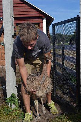 Grafika #7: Strusia Farma w Kniewie