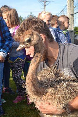 Grafika #27: Strusia Farma w Kniewie