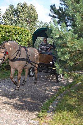 Grafika #25: Strusia Farma w Kniewie