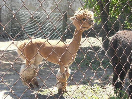 Grafika #13: Biwak w Chmielnie