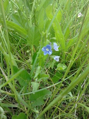 Grafika #0: Co kryje łąka? - zajęcia w klasie 1a