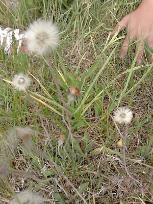 Grafika #6: Co kryje łąka? - zajęcia w klasie 1a