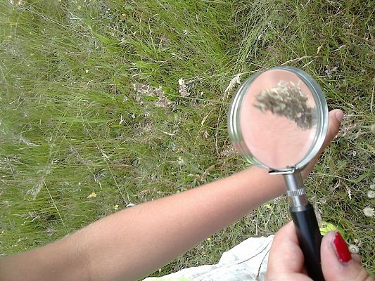 Grafika #10: Co kryje łąka? - zajęcia w klasie 1a